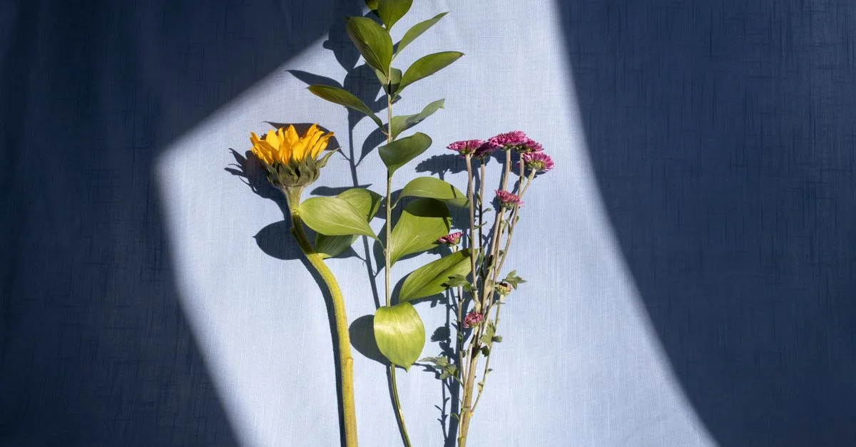 Arrangement floral élégant avec la lumière du soleil projetant des ombres dramatiques sur un fond texturé.